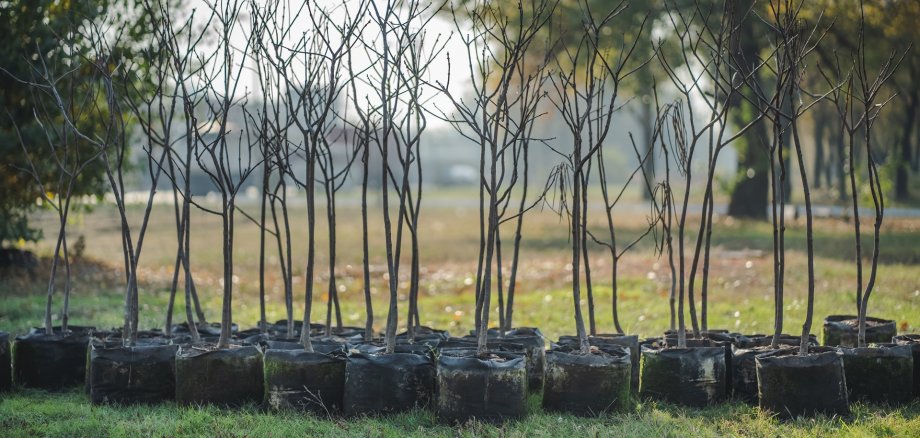 reforestation set of young trees trunks in pots