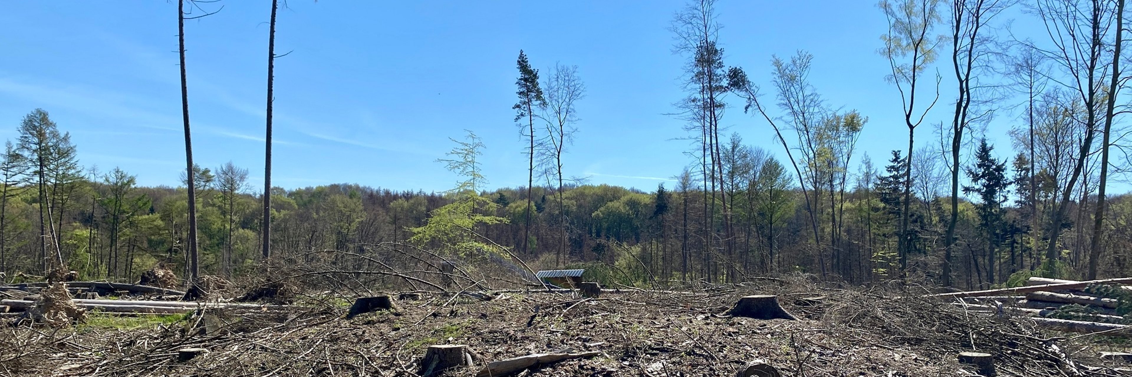 Ein abgeholztes Waldstück. 