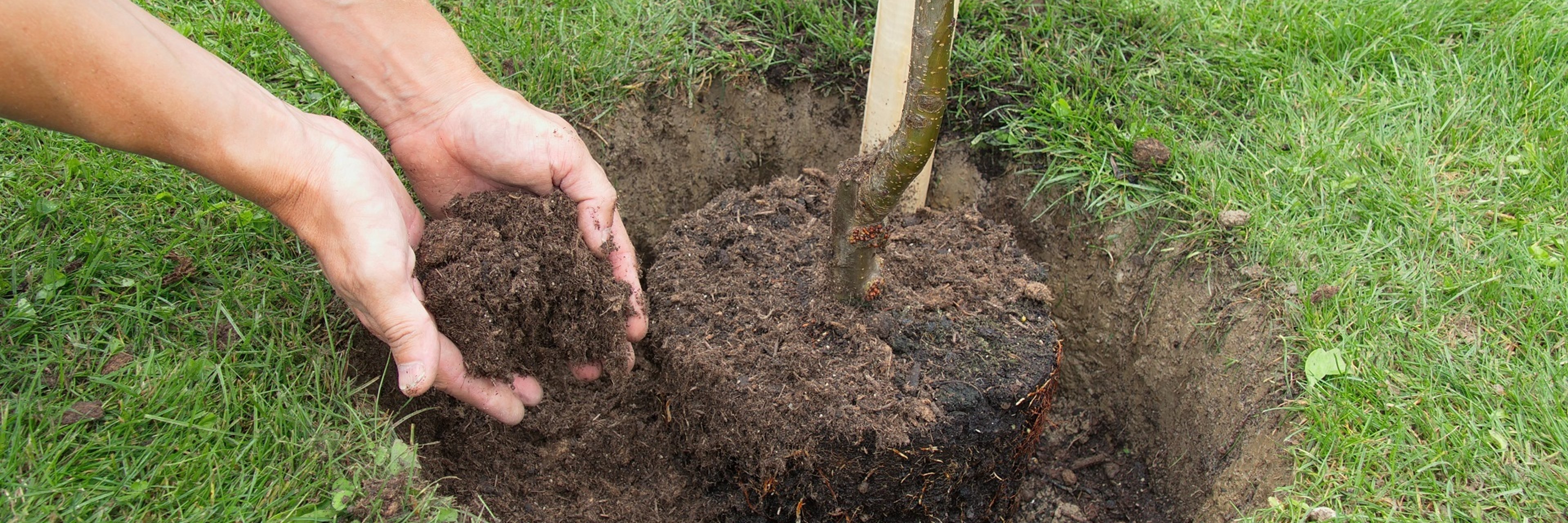 Ein frisch gepflanzter Baum und eine Hand, die frische Erde zufügt. 