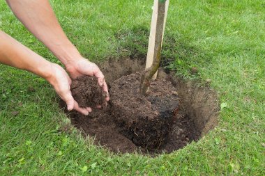 Ein frisch gepflanzter Baum und eine Hand, die frische Erde zufügt. 