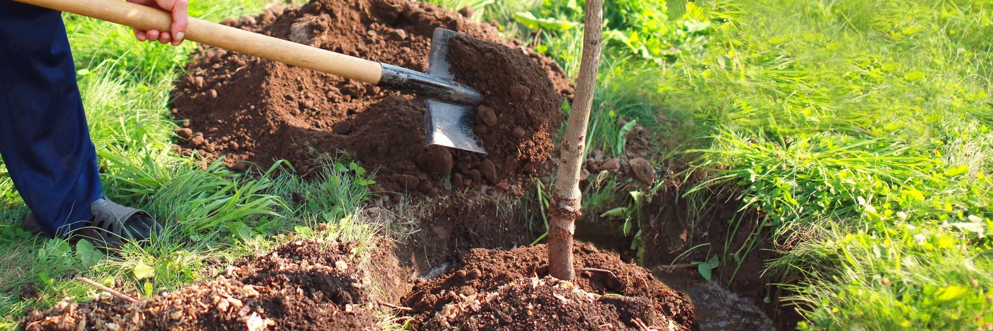 Ein Mann pflanzt einen Baum