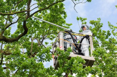 Ein Mann in Schutzkleidung steht in einer Hebebühne und entfernt in einer Baumkrone ein Nest des Eichenprozessionsspinners mit einem speziellen Sauger. 