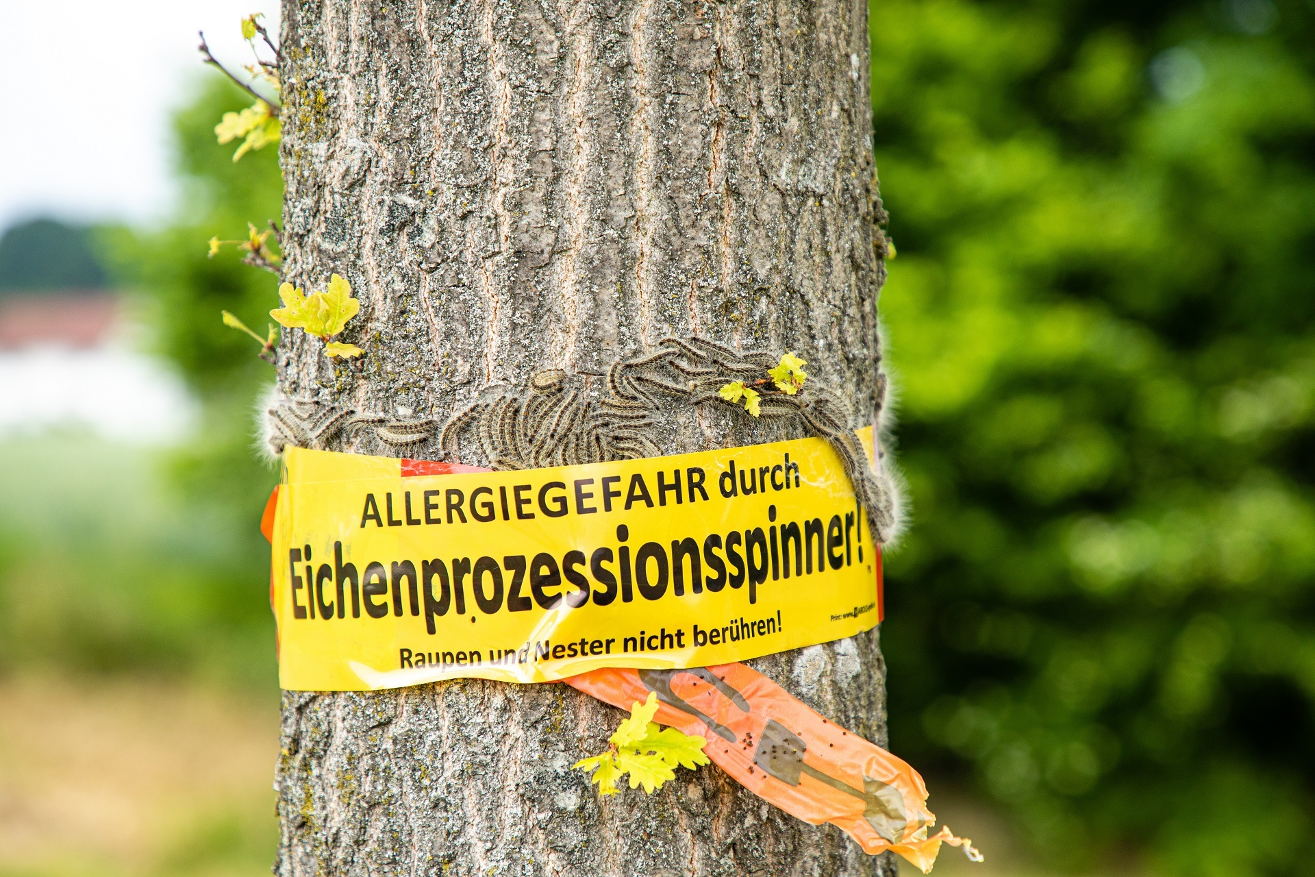EPS Hinweis Ein Warnhinweis an einem Baum, der mit dem Eichenprozessionsspinner befallen ist.