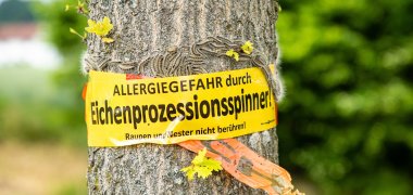 Ein Warnhinweis an einem Baum, der mit dem Eichenprozessionsspinner befallen ist.