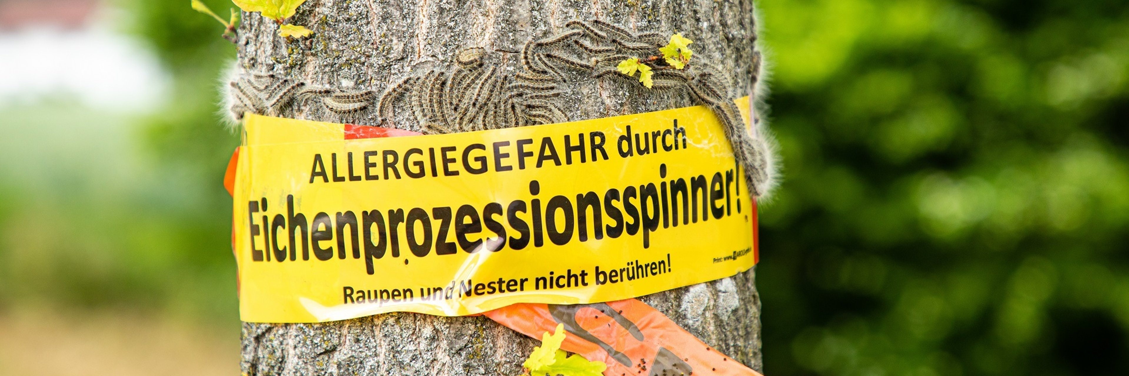EPS Hinweis Ein Warnhinweis an einem Baum, der mit dem Eichenprozessionsspinner befallen ist.