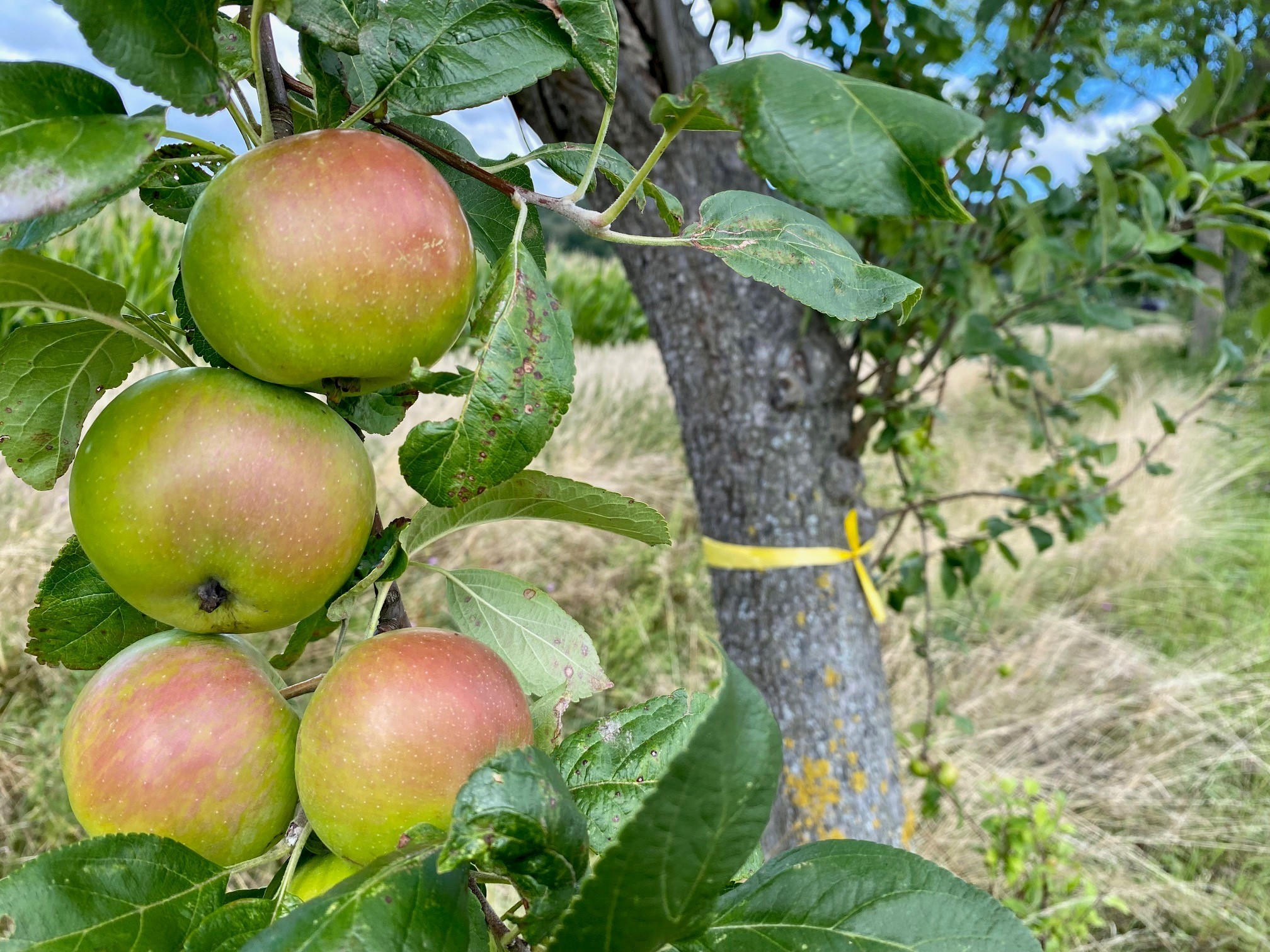 gelbes Band Apfel 1 Vier an einem Ast hängende Äpfel. Im Hintergrund ist zu erkennen, dass der Baumstamm mit einem gelben Band gekennzeichnet wurde.