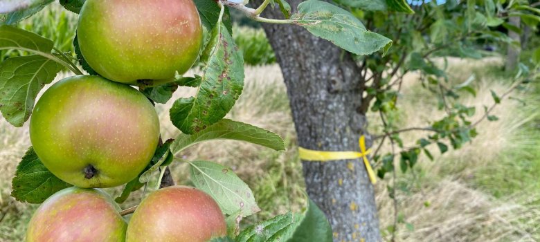Vier an einem Ast hängende Äpfel. Im Hintergrund ist zu erkennen, dass der Baumstamm mit einem gelben Band gekennzeichnet wurde. 