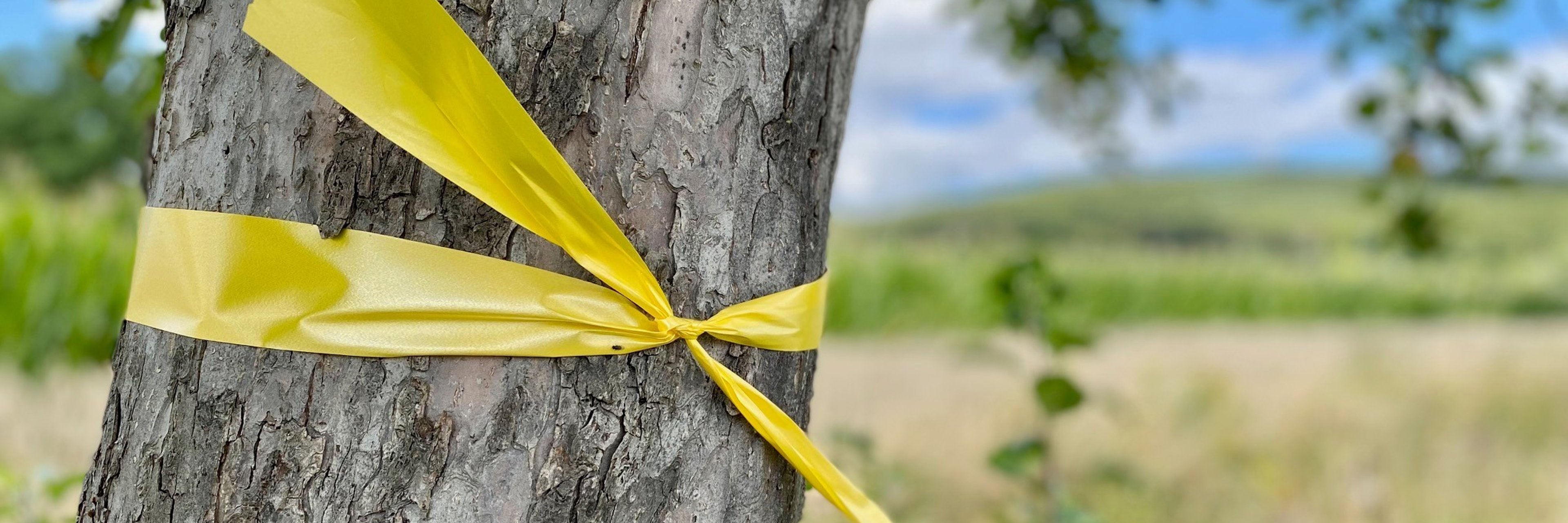 gelbes Band 2 ein gelbes Band, das um einen Baumstamm gewickelt wurde.