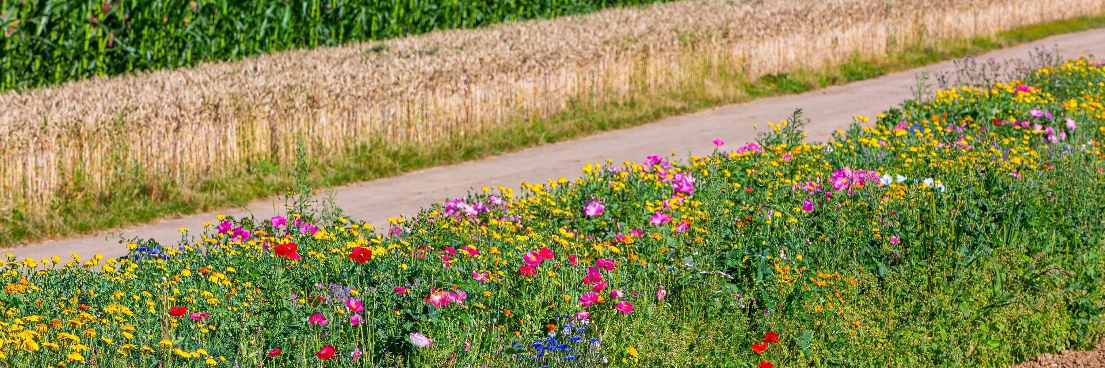 Blühstreifen für Insekten am Wegrand