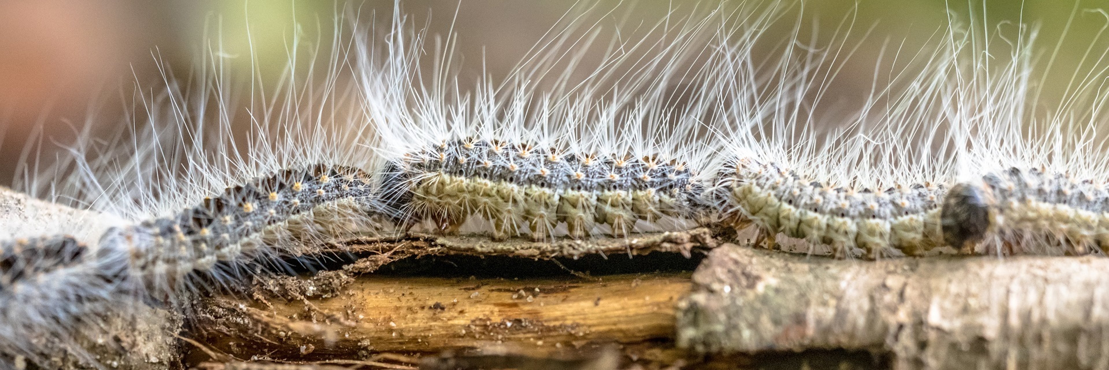 Eichenprozessionsspinner Raupen haarige Raupen des Eichenprozessionsspinners krabbeln über einen Ast.