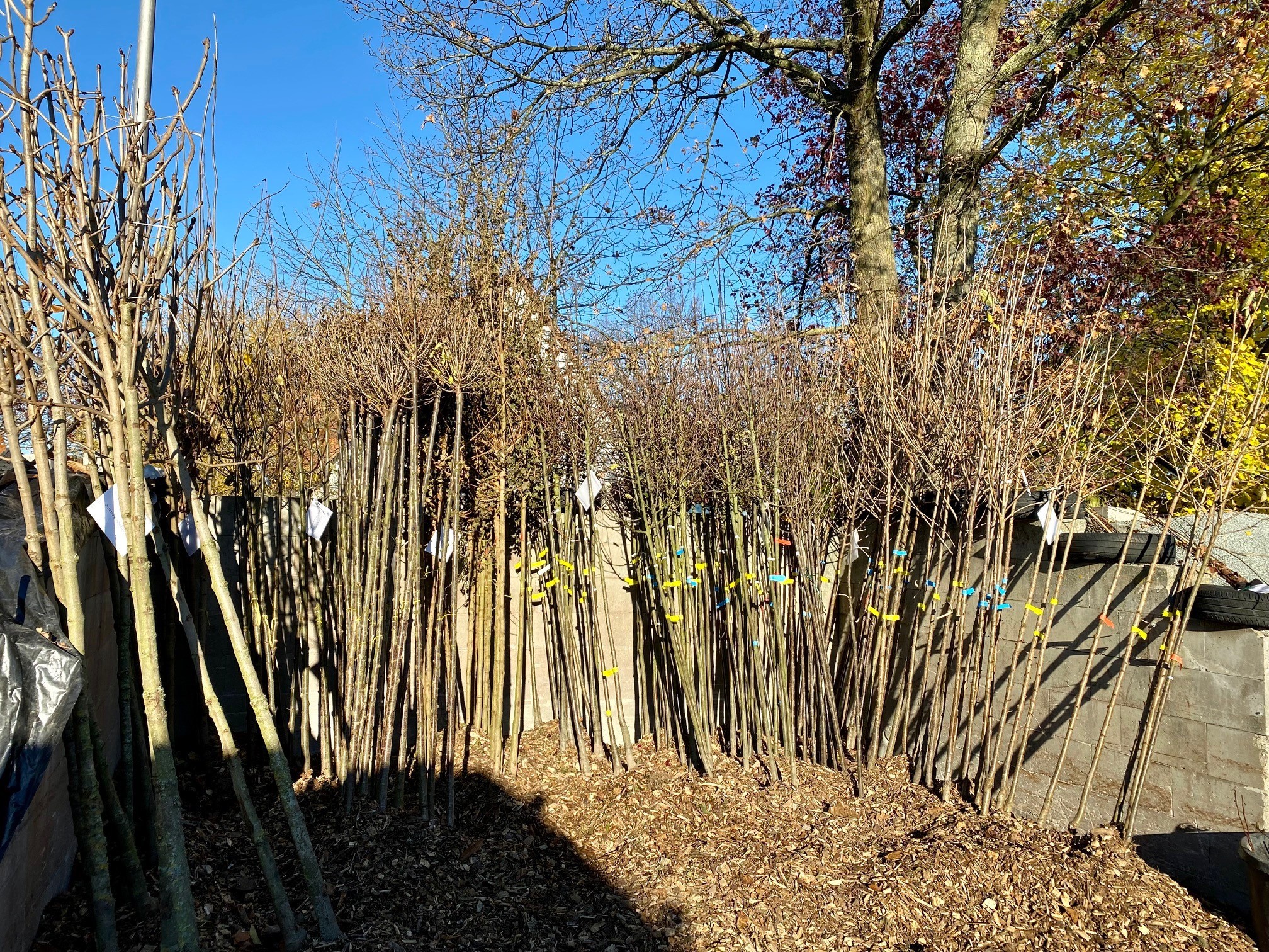 Baumförderung Baumförderung