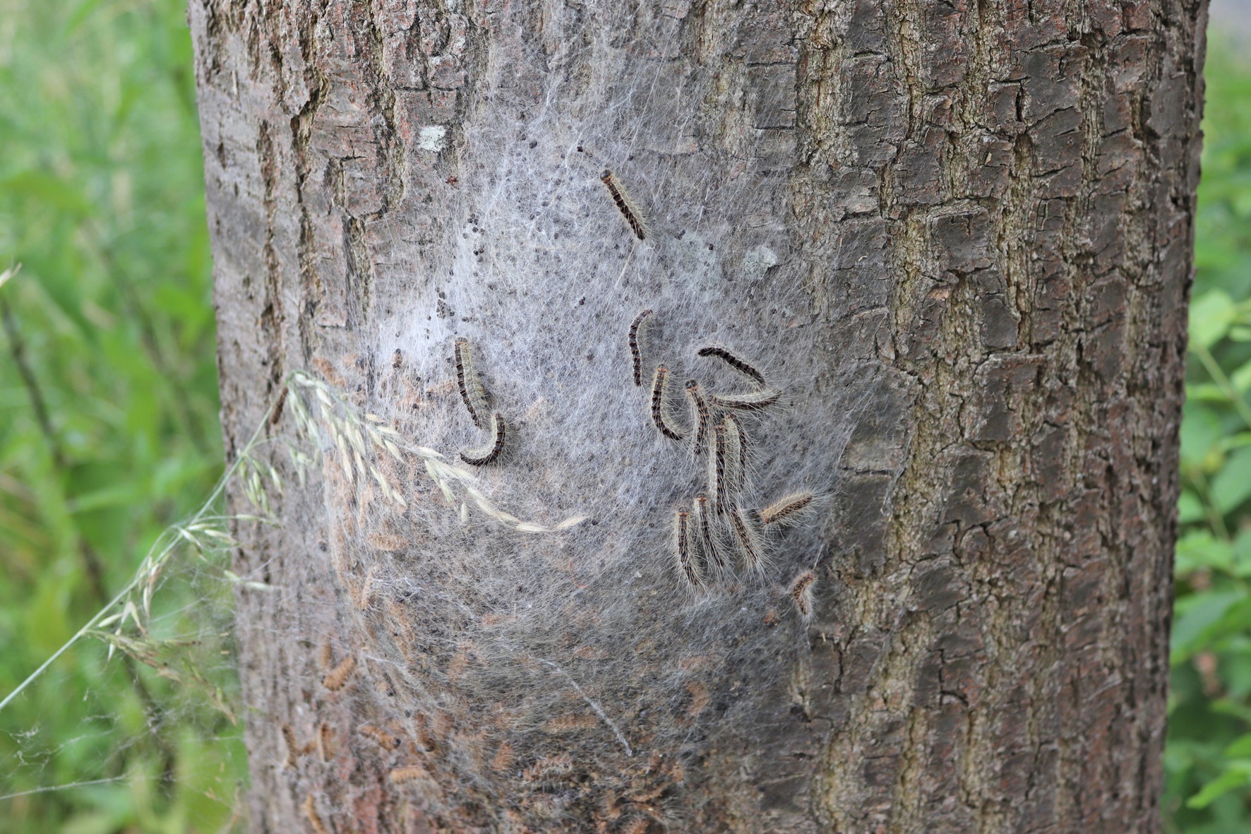 Ein mit weißen Härchen überzogenes Nest der Eichenprozessionsspinner-Raupe an einem Baumstamm. 
