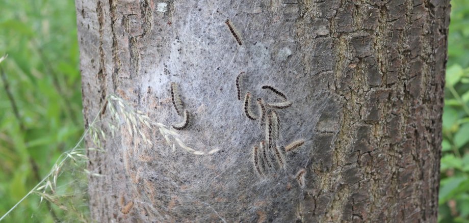 Ein mit weißen Härchen überzogenes Nest der Eichenprozessionsspinner-Raupe an einem Baumstamm. 