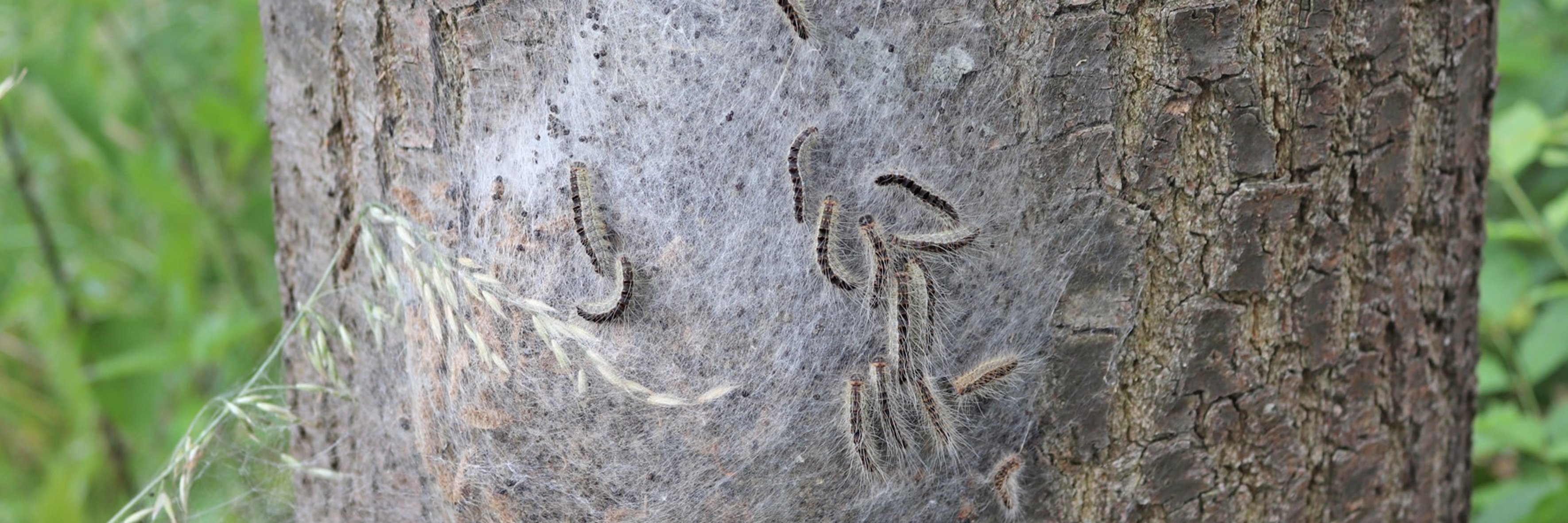 Ein mit weißen Härchen überzogenes Nest der Eichenprozessionsspinner-Raupe an einem Baumstamm. 