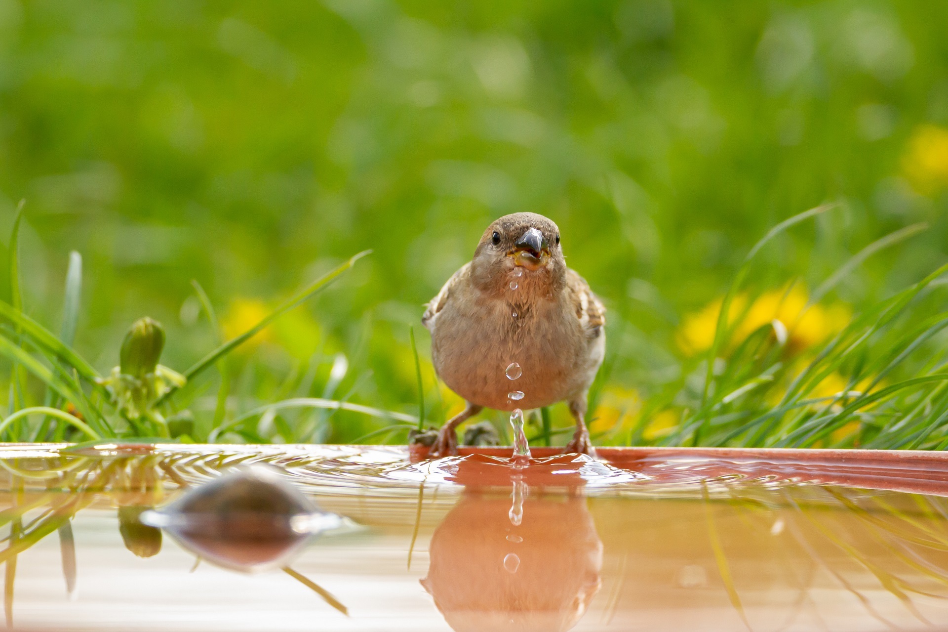 Vogeltränke Ein Vogel sitzt auf einer Wasserschale und trinkt.