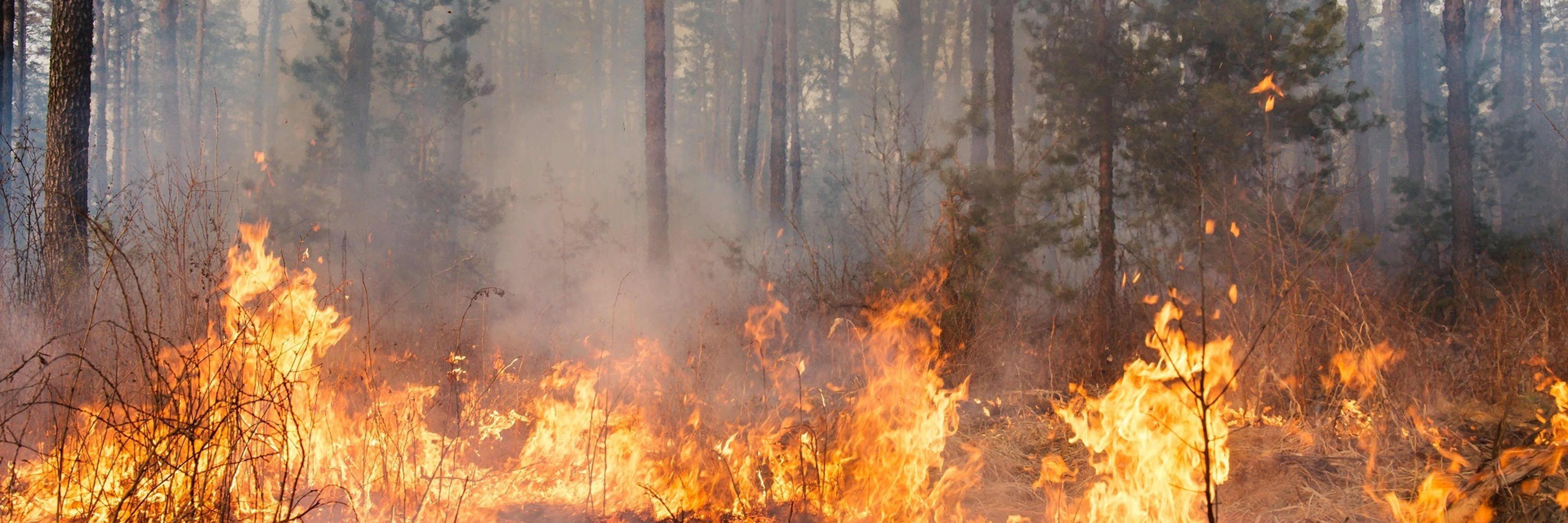 Waldbrand  Ein Wald brennt