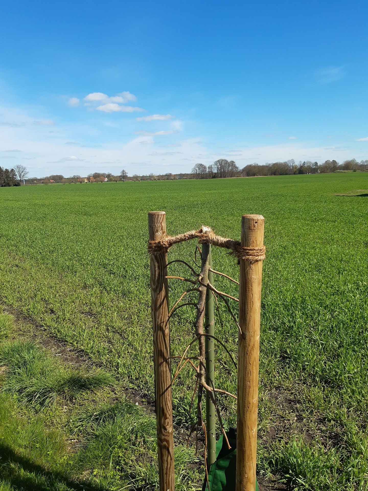 ein frisch eingepflanzter Lindenbaum, dessen Spitze mutwillig umgeknickt wurde. 