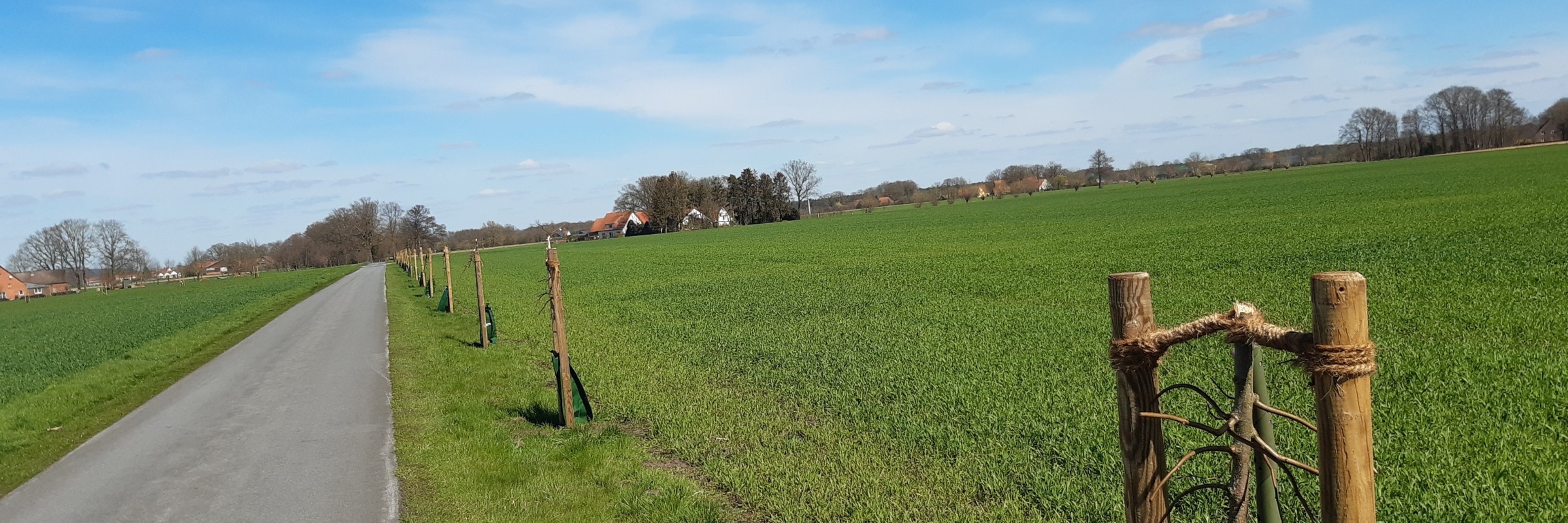 Eine Straße, an der entlang mehrere Bäume frisch eingepflanzt wurden. Bei dem vordersten Baum ist zu erkennen, dass die Spitze agknickt wurde. 