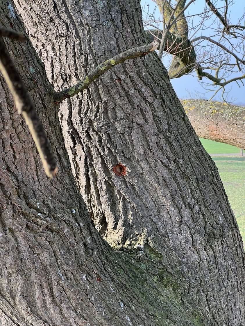 Spechthöhle Spechthöhle