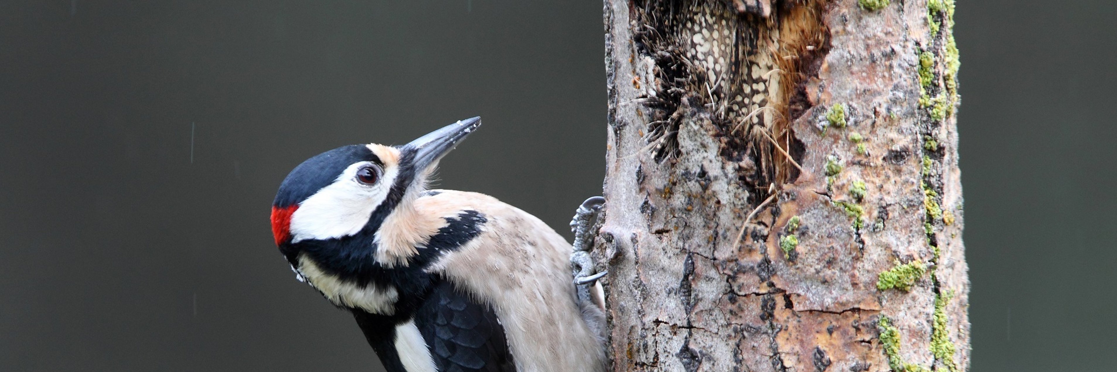 Buntspecht Ein schwarz-rot-weiß gefiederter Buntspecht, der an einem Baum sitzt.