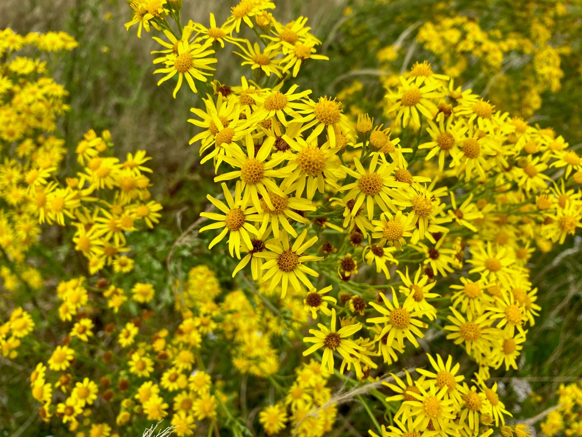 Eine Nahaufnahme vieler leuchtend gelber Blüten des Johanniskreuzkrautes.