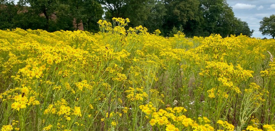 Eine Wiese mit vielen leuchtend gelben Pflanzen.