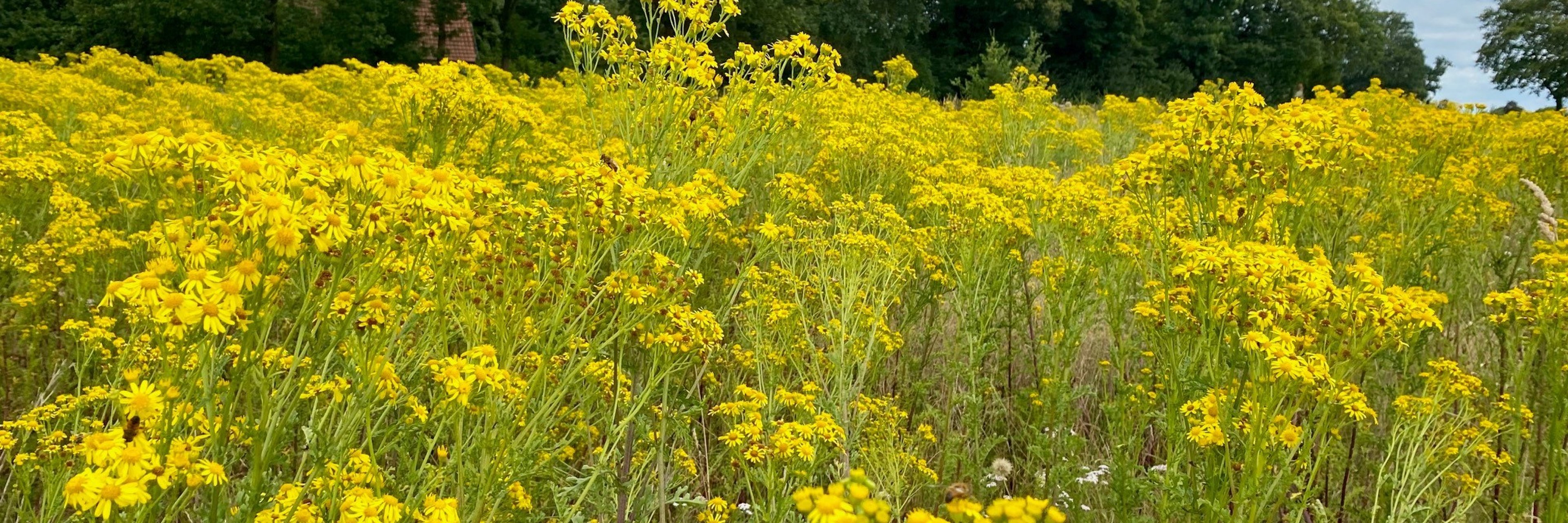 Eine Wiese mit vielen leuchtend gelben Pflanzen.