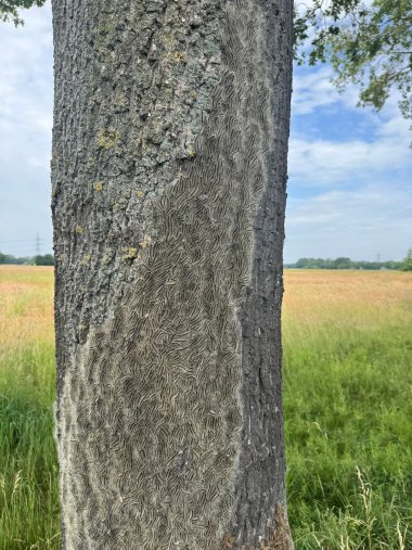 EPS 2026 Nahaufnahme eines Baumstamms auf einer Wiese. Ein großer Teil der Rinde ist dicht mit tausenden grauen Raupen bedeckt, die eine zusammenhängende, teppichartige Fläche bilden. Im Hintergrund sind hohes Gras, ein Feld und ein teilweise bewölkter Himmel zu sehen. Die starke Ansammlung der Raupen fällt durch ihre ungewöhnliche Dichte und Ausdehnung am Stamm besonders auf.