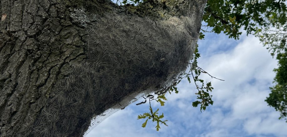 EPS 2026 Blick entlang eines Baumstamms nach oben in die Baumkrone. Der Stamm und ein großer Ast sind dicht mit tausenden Raupen bedeckt und von einem großflächigen, weißen Gespinst umhüllt. Einzelne Raupen bewegen sich auf den Gespinsten und Ästen. Zwischen den Blättern der Eiche ist ein teilweise bewölkter Himmel zu sehen. Die starke Ausbreitung der Raupen und ihrer Gespinste prägt das gesamte Bild.